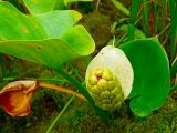 Calla palustris