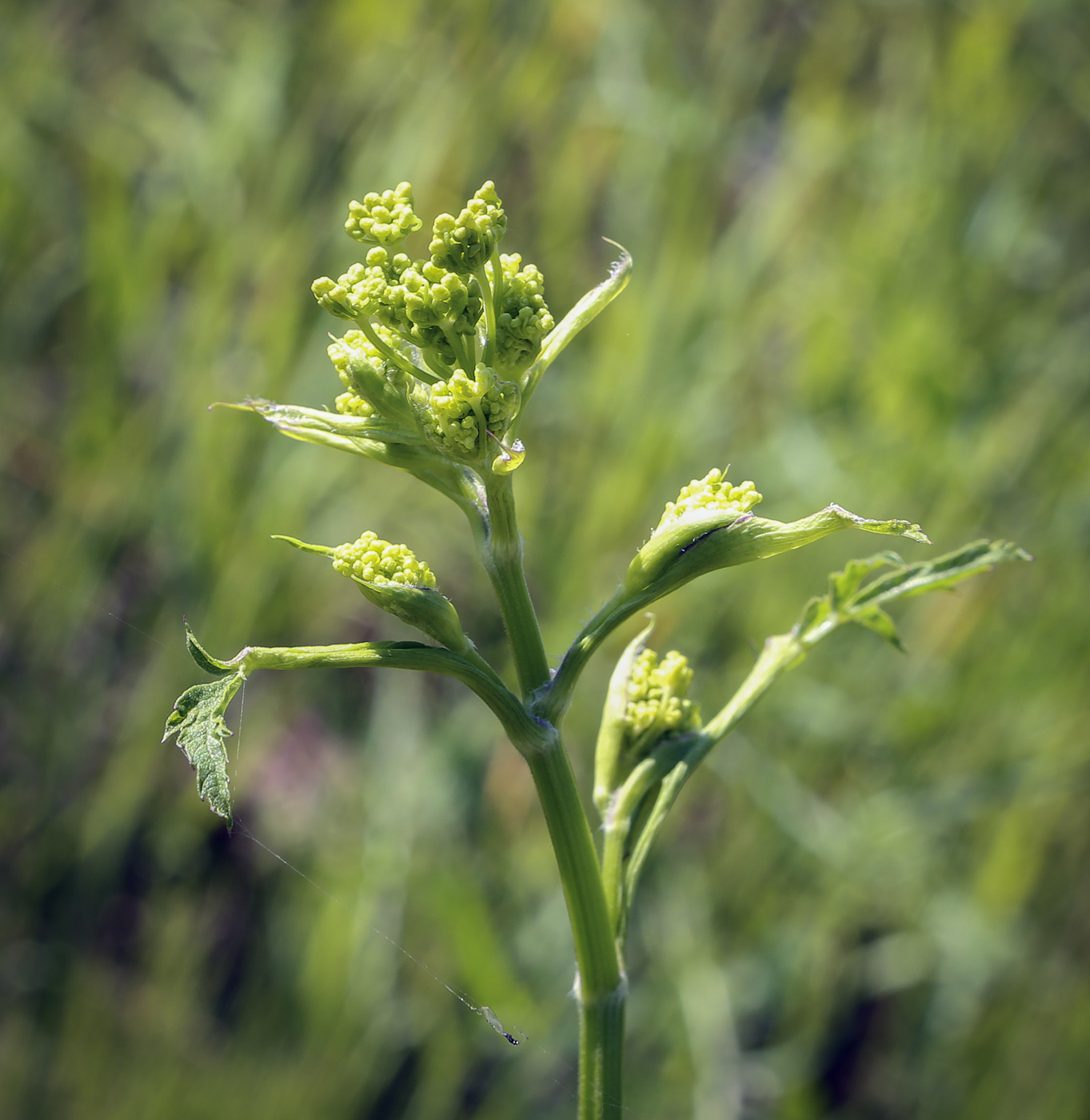 Image of Heracleum sibiricum specimen.