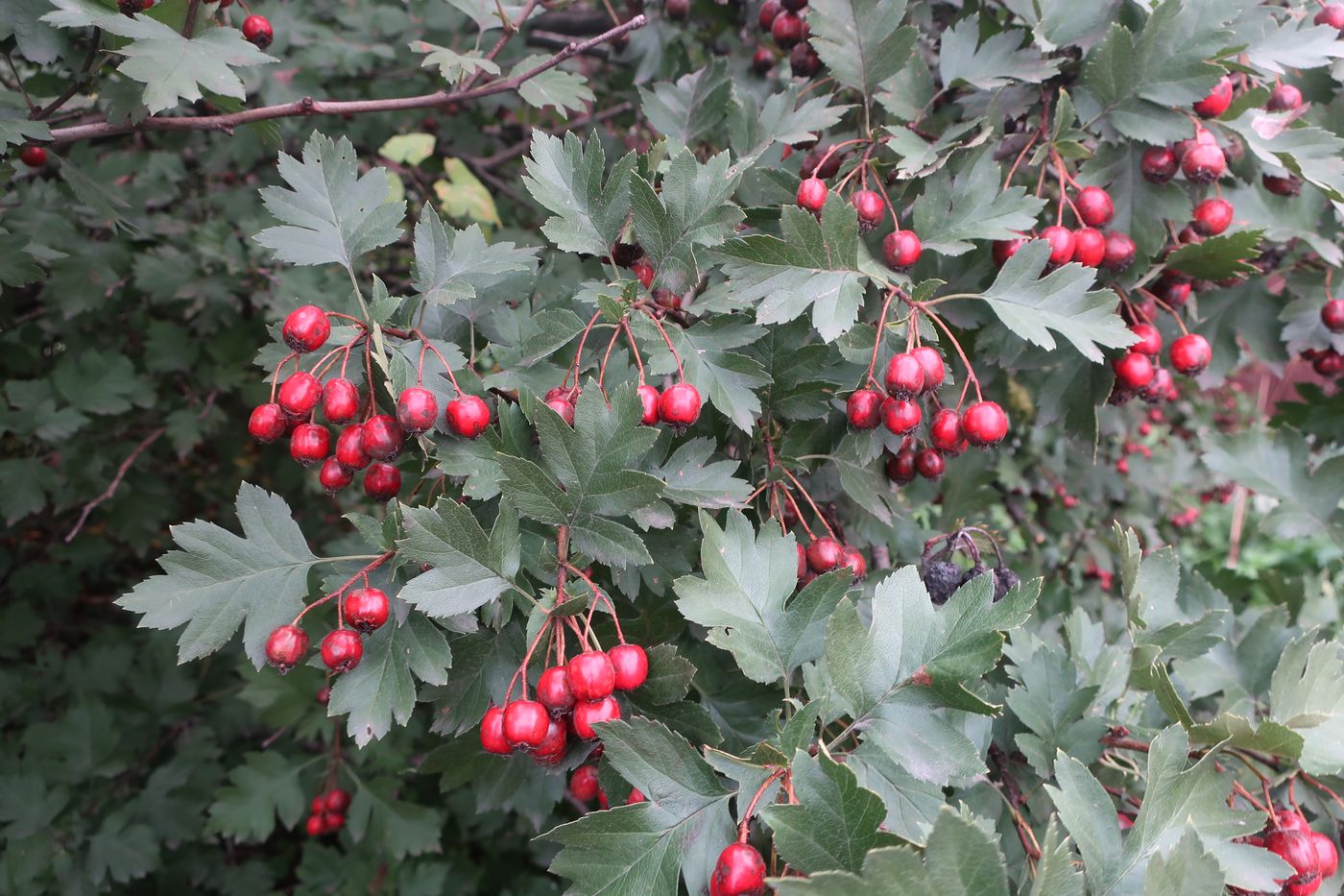 Image of genus Crataegus specimen.