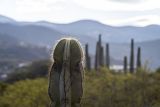 familia Cactaceae