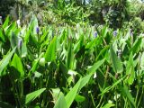 Pontederia cordata