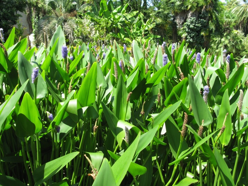 Изображение особи Pontederia cordata.