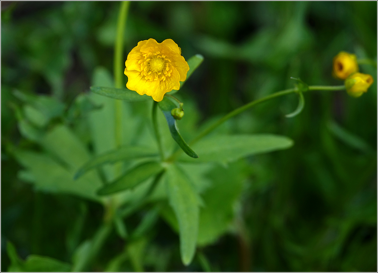 Изображение особи Ranunculus cassubicus.