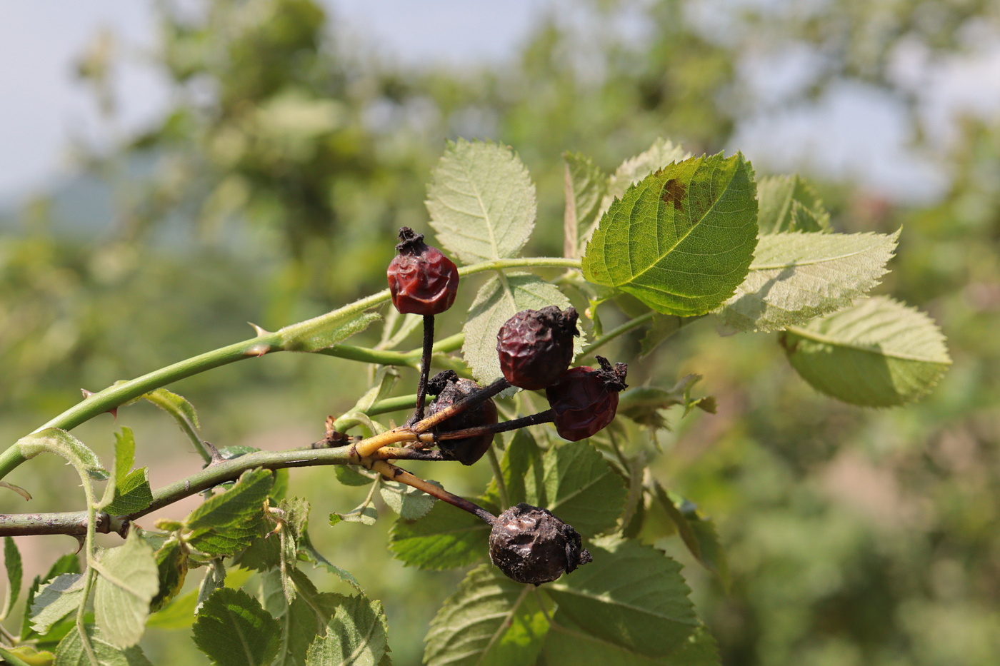 Image of Rosa floribunda specimen.