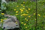 genus Ranunculus