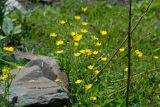 род Ranunculus