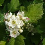 Crataegus maximowiczii