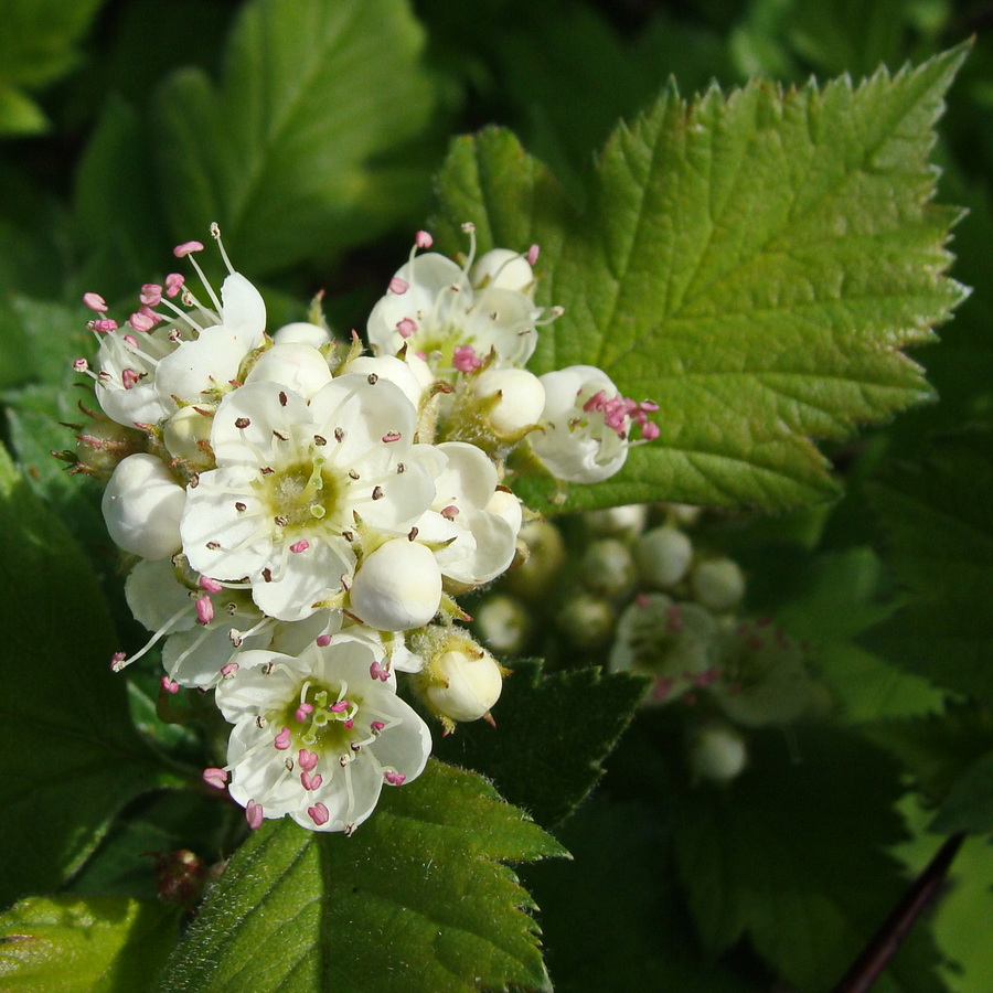 Image of Crataegus maximowiczii specimen.