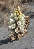 Cistanche trivalvis. Цветущее растение. Узбекистан, Ферганская обл., Язъяванский р-н, Язъяванские пески, частично закреплённые дюны. 16 мая 2023 г.