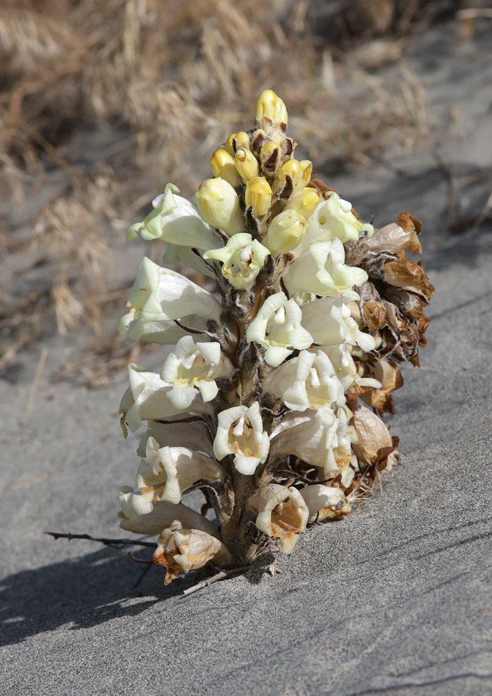 Image of Cistanche trivalvis specimen.