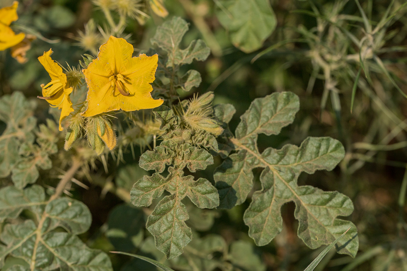 Изображение особи Solanum cornutum.