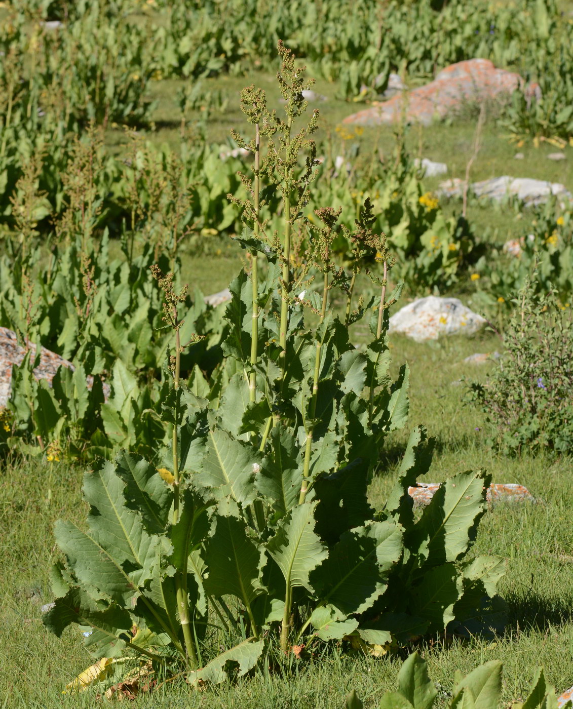 Image of genus Rumex specimen.