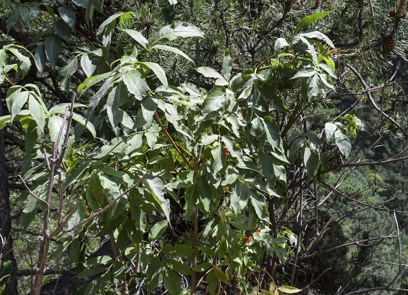 Изображение особи Sambucus racemosa.