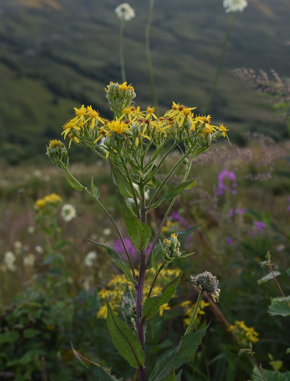Image of Senecio propinquus specimen.