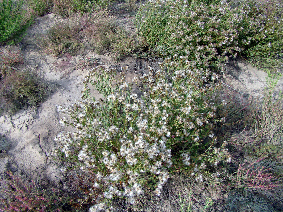 Изображение особи Karelinia caspia.