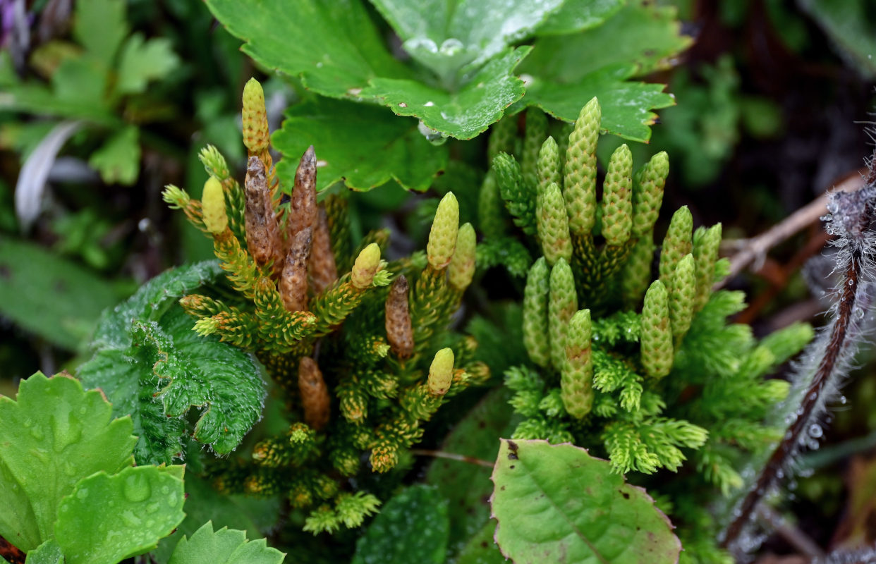 Изображение особи Lycopodium juniperoideum.