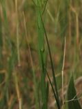 Linum corymbulosum