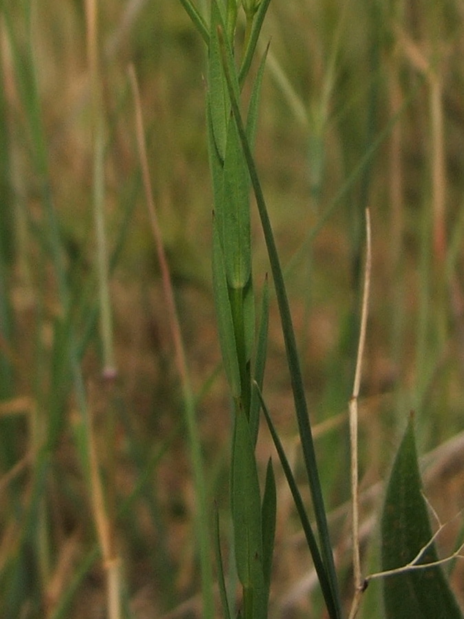 Изображение особи Linum corymbulosum.