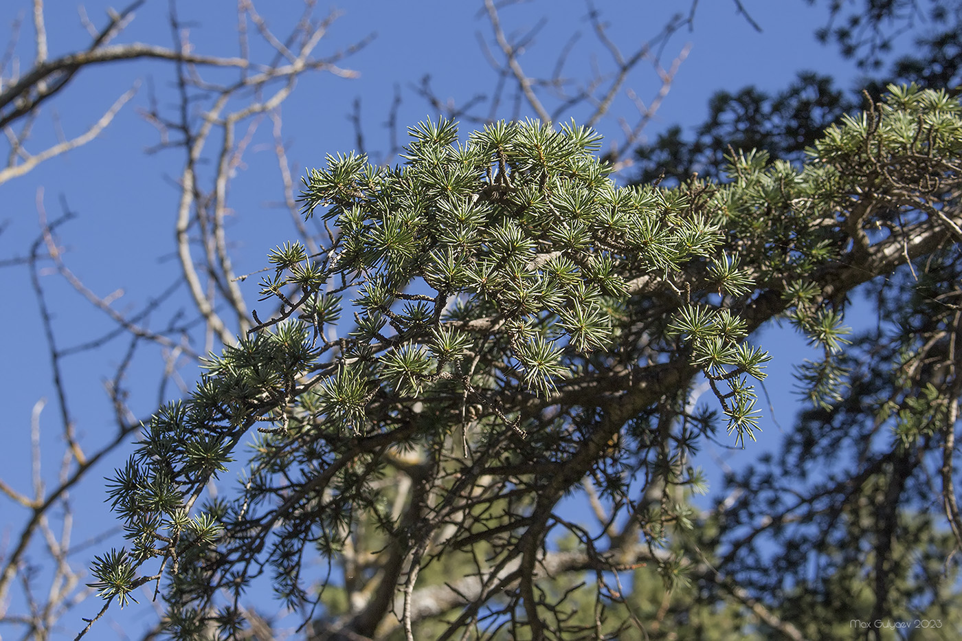 Изображение особи род Cedrus.