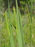 Gladiolus imbricatus. Верхушки вегетирующих растений с развивающимися соцветиями. Ульяновская обл., Новомалыклинский р-н, окр. с. Стар. Малыкла, пойма р. Бол. Черемшан, местами заболоченный, поросший ивняком луг, опушка леса. 20.05.2023.