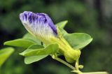 Clitoria ternatea. Часть побега с цветком (вид сбоку). Таиланд, Бангкок, Донмыанг, жилой квартал, у забора, в культуре. 11.09.2023.