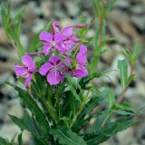 Chamaenerion angustifolium. Верхушка повреждённого цветущего растения. Пермский край, г. Пермь, Ленинский р-н, станция Блочная, откос насыпи. 18.06.2023.