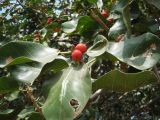 Ficus benghalensis