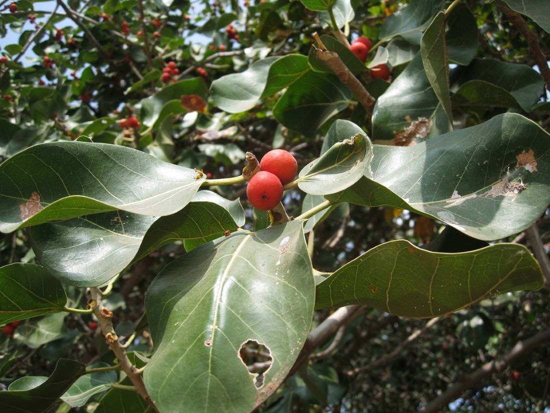 Изображение особи Ficus benghalensis.