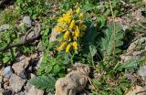 Phlomoides speciosa