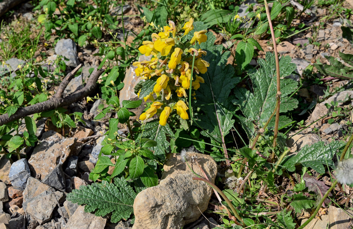 Изображение особи Phlomoides speciosa.