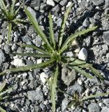 Neotorularia torulosa