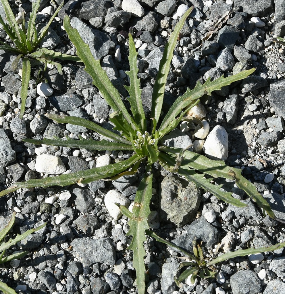 Image of Neotorularia torulosa specimen.