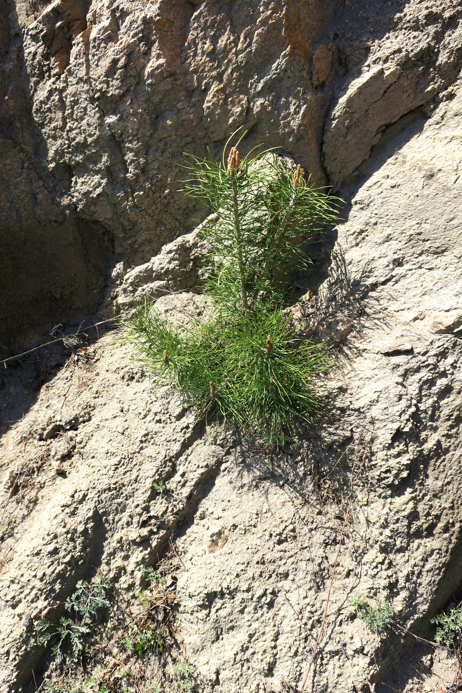 Изображение особи Pinus sylvestris.