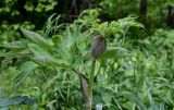 Heracleum dissectum. Верхушка побега с развивающимся соцветием. Красноярский край, Берёзовский р-н, национальный парк \"Красноярские Столбы\", долина руч. Лалетина, луговой склон. 05.06.2022.