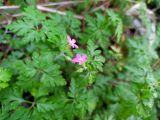 Geranium purpureum. Верхушка цветущего растения. Краснодарский край, г/о Сочи, Хостинский р-н, территория санатория \"Зелёная роща\", обочина дороги. 31.03.2024.