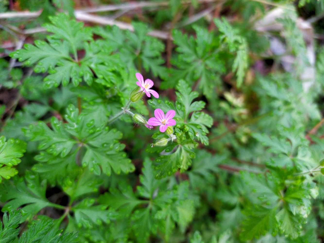 Изображение особи Geranium purpureum.