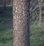 Fraxinus pennsylvanica