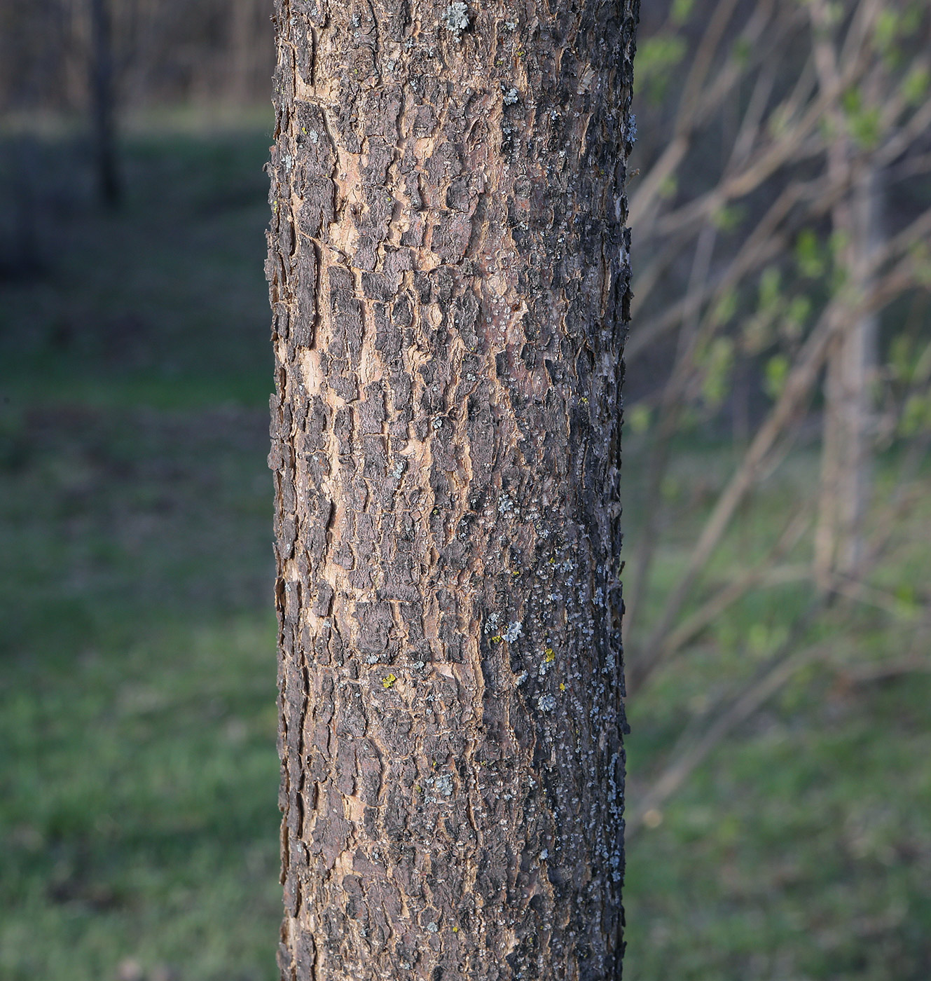 Image of Fraxinus pennsylvanica specimen.