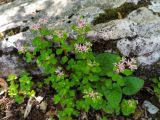Sedum stoloniferum