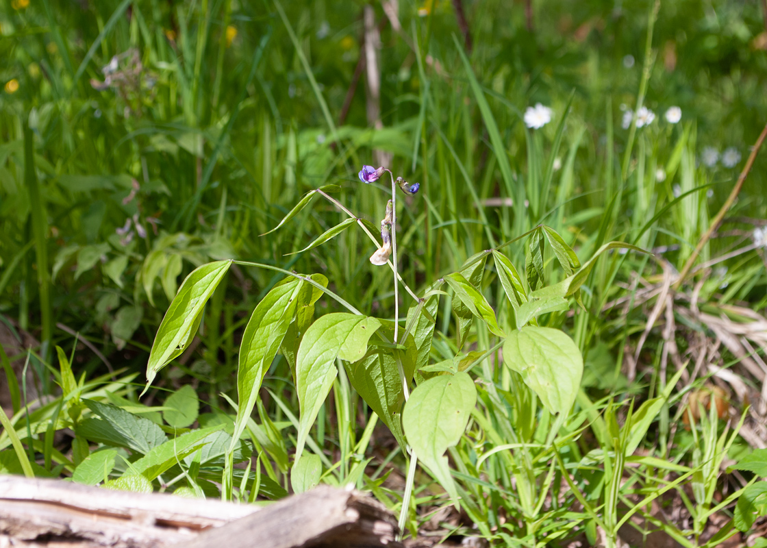 Изображение особи Lathyrus vernus.