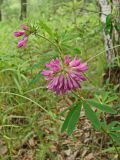Trifolium lupinaster