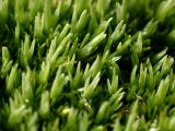 Leucobryum glaucum