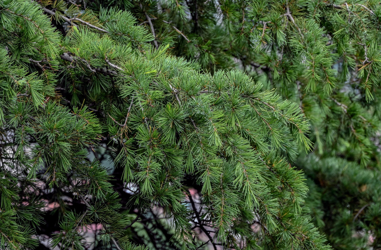Изображение особи Cedrus deodara.