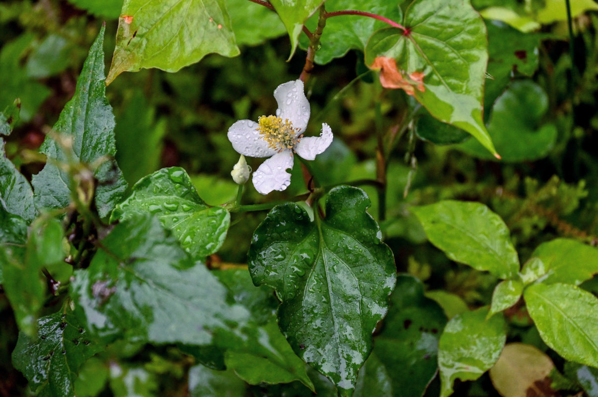 Image of Houttuynia cordata specimen.