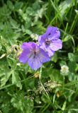 genus Geranium