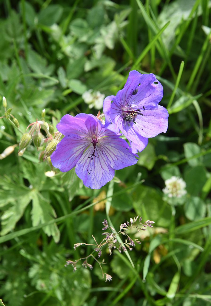 Изображение особи род Geranium.