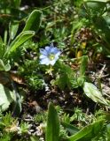 Gentiana aquatica