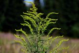Solidago canadensis