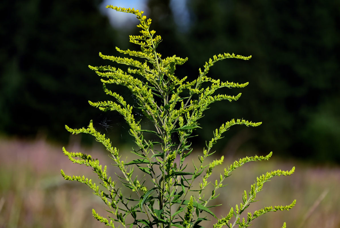 Image of Solidago canadensis specimen.