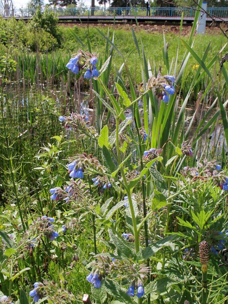 Изображение особи Symphytum caucasicum.